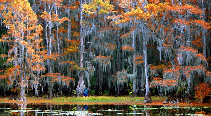 Cypress trees on Caddo Lake near Jefferson, Texas